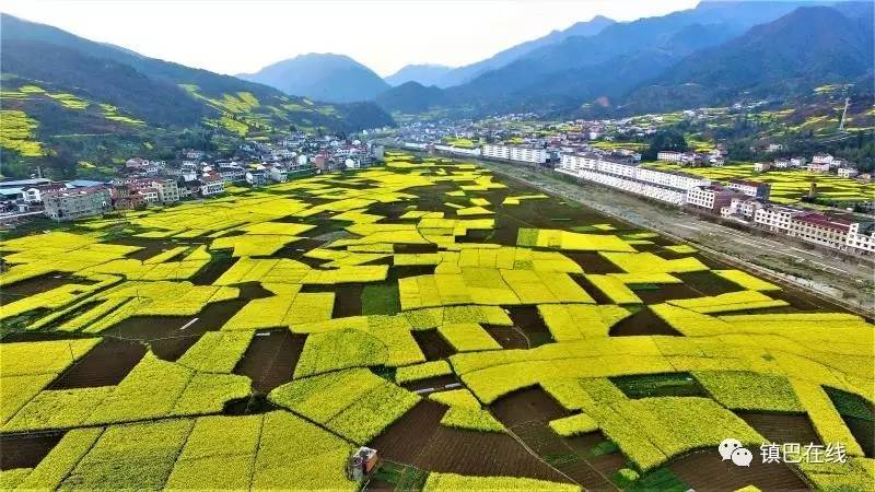 镇巴油菜花儿金灿灿,再不来看就又等一年